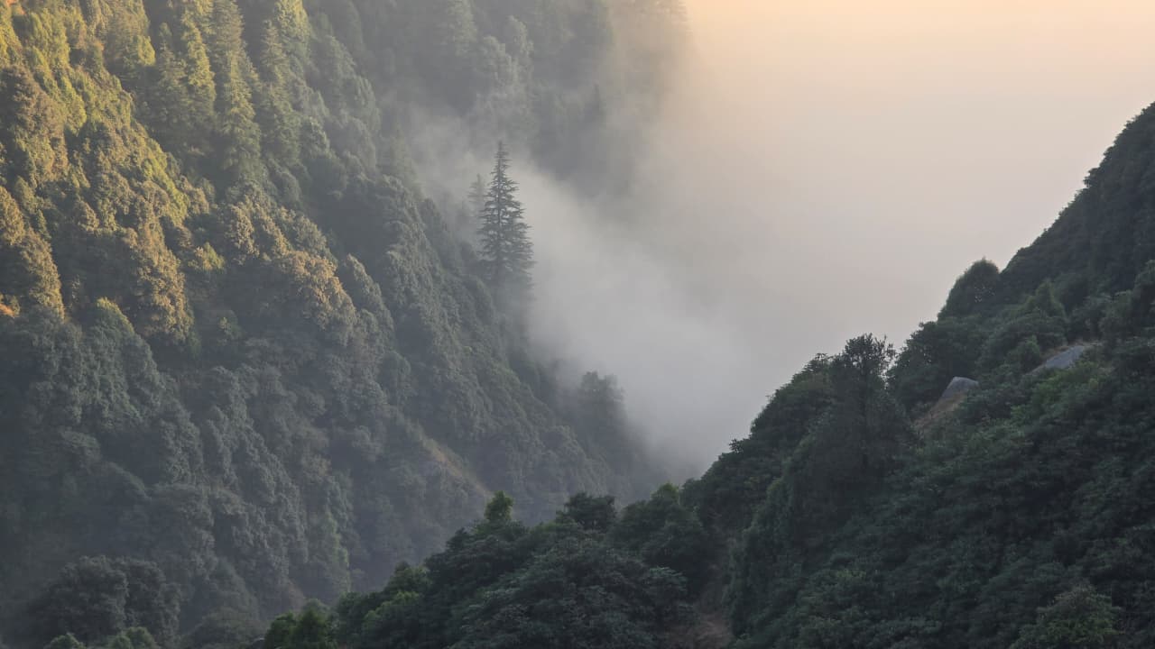 The Triund trek trail with Dhauladhar views, Dharamshala