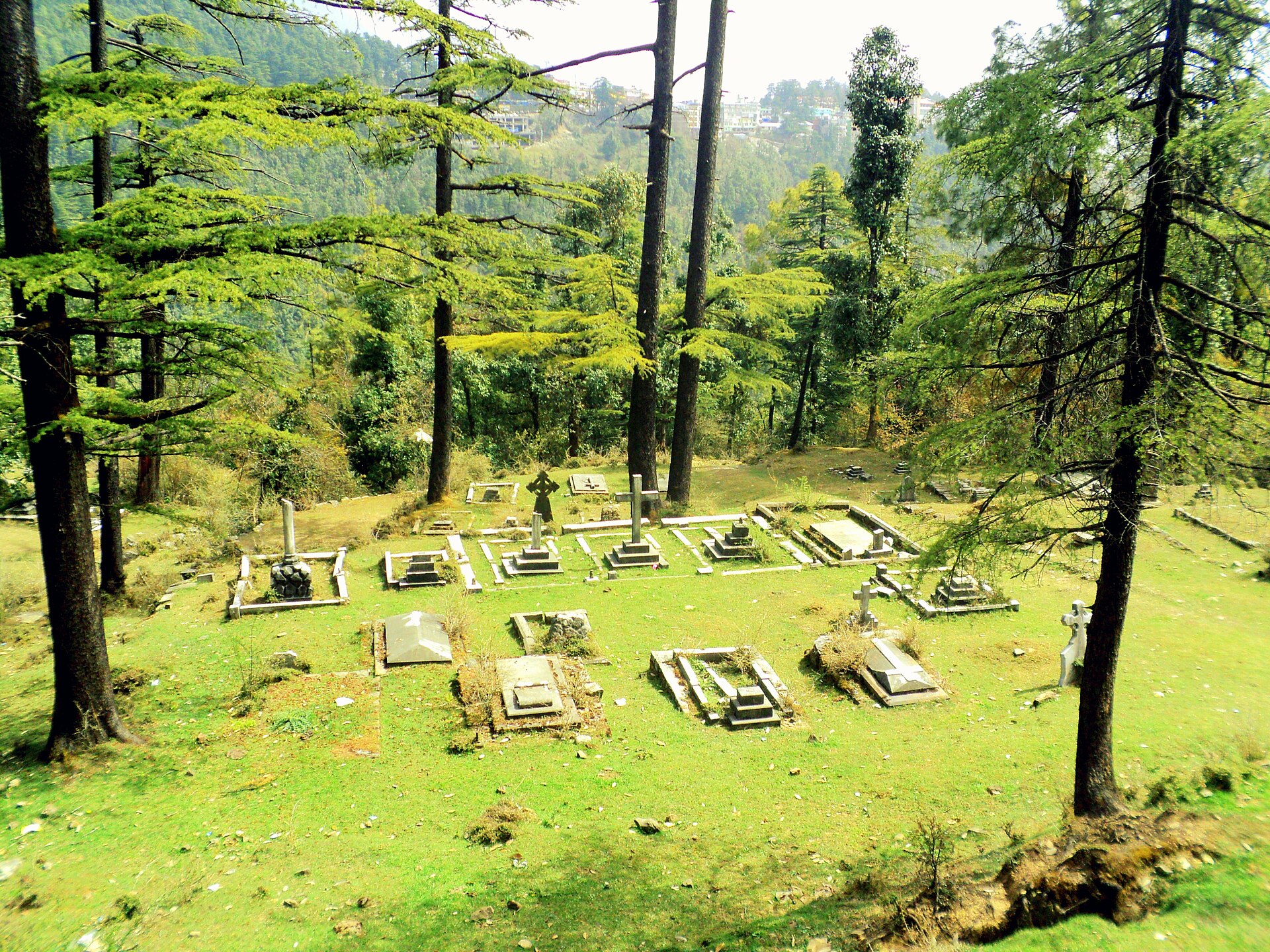 Deodar forest and mountain views, the setting for wellness retreats in Dharamshala