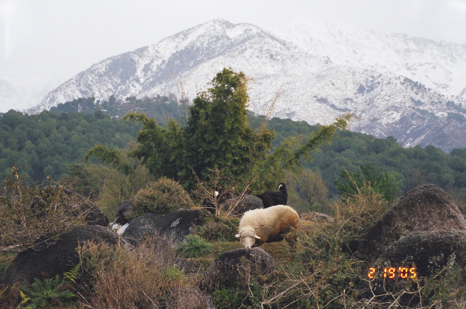 Dhauladhar mountain views over the Kangra valley, backdrop for a Dharamshala workation